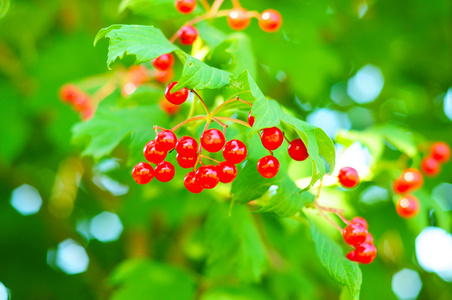 在阳光明媚的日子里，一束五颜六色的红色浆果，一朵桂皮玫瑰或一白灌木的特写。银白是