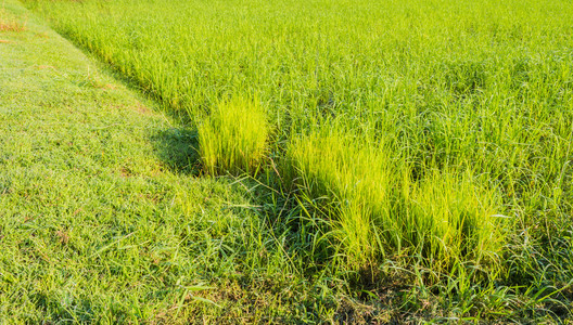 白天绿色稻田的图像。