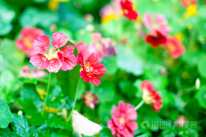 红色花朵照片 正版商用图片1k5hb8 摄图新视界