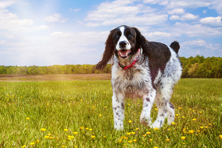 英国史宾格犬狗