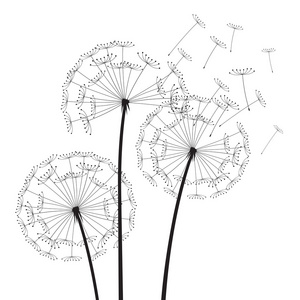 黑色矢量蒲公英