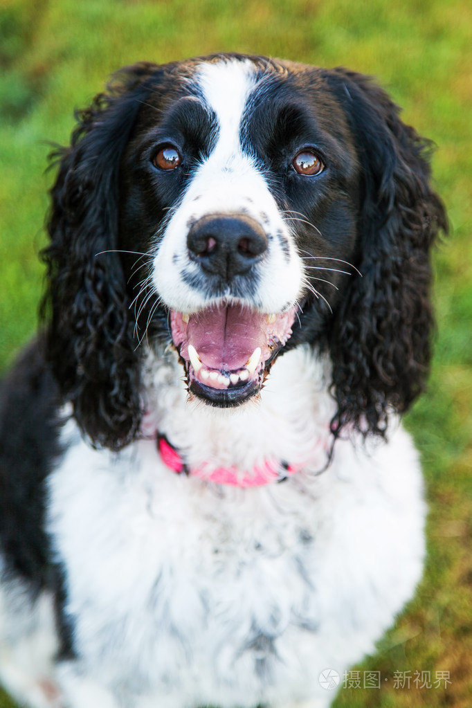 英国史宾格犬狗