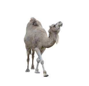 单一单峰骆驼