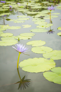 紫色荷花池塘里图片