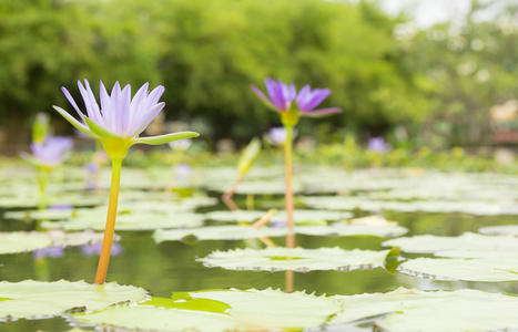 紫色荷花池塘里图片