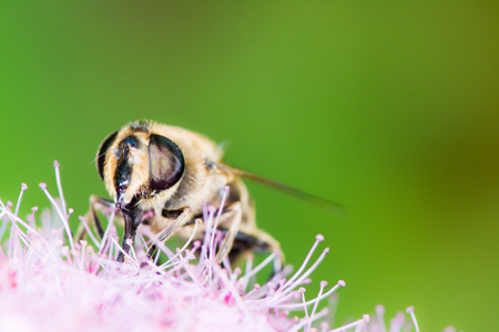 绣线菊粳稻花蜜蜂