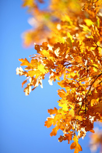 金色的秋天分支