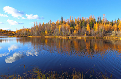 在西伯利亚北部的秋景