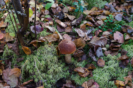 可食用的蘑菇 Leccinum 叠 与橙色帽