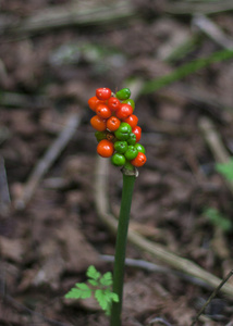 小植物