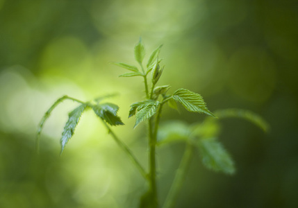 小小绿色的植物