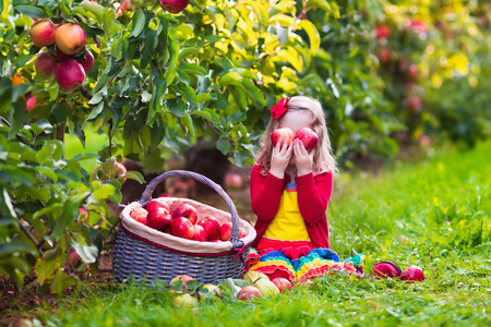在果园里的果子摘苹果从树上的小女孩照片