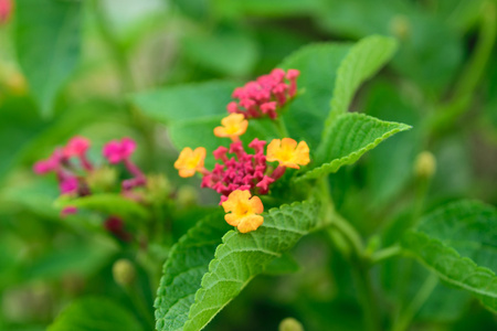 美丽的粉红色花