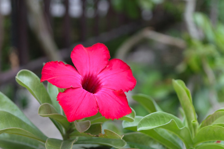 美丽的粉红色花