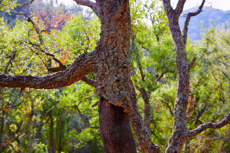卡斯特利翁 alcornocal 在塞拉利昂埃斯帕丹软木树