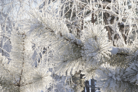 冬季森林与雪