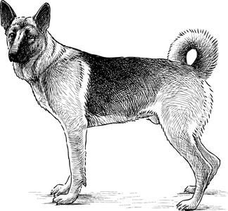 德国牧羊犬手绘图片
