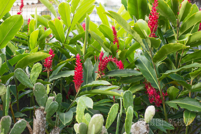 4000px发票合同问题/美丽植物叶子花卉查看作者其他作品查看更多>红姜