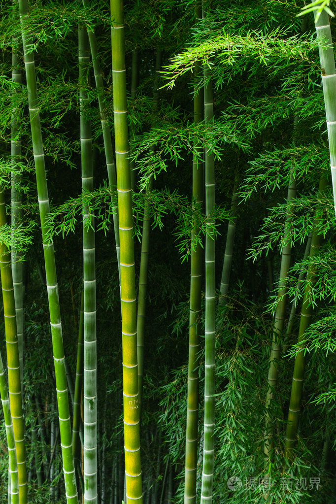 竹林照片-正版商用图片1k5uok-摄图新视界