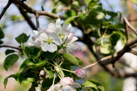 盛开的苹果树在花园中, 自然的季节性背景