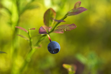 普通的蓝莓
