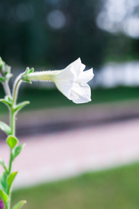 美丽的花朵和性质