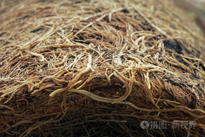 柠檬草根