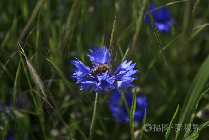 在田野里的蓝色玉米花与蜜蜂