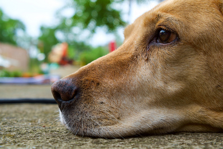 黄色的拉布拉多犬