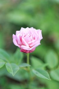 美丽的粉红色玫瑰在一个花园与绿色背景