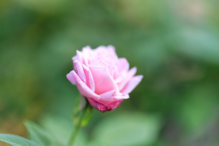 美丽的粉红色玫瑰在一个花园与绿色背景