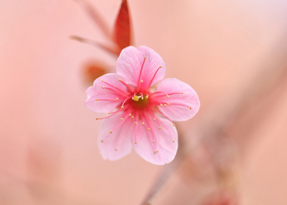 美丽的粉色樱花 樱花 花在盛开