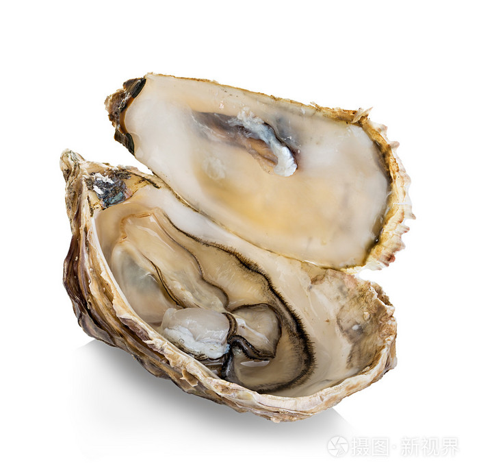 孤立在白色背景上的牡蛎