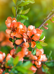 春暖花开，粉色的花朵的杏仁。巴旦杏灌木