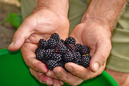 农民手中收集的黑浆果