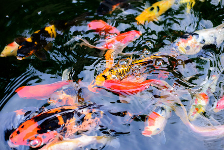 漂亮的锦鲤鱼游泳摄影图