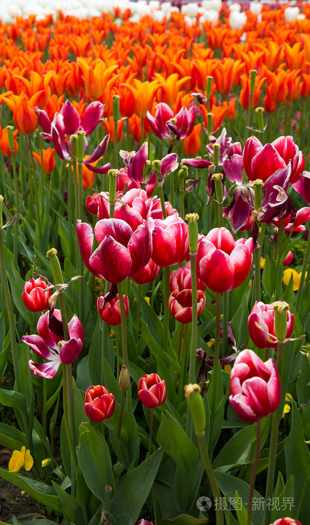 多彩束美丽的郁金香在春天植物自然概念