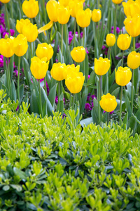 多彩束美丽的郁金香在春天植物自然概念