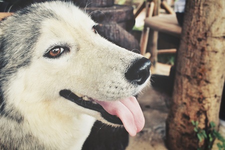 西伯利亚哈士奇猎犬