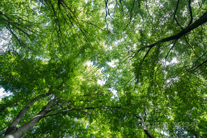 森林中充满活力的树冠