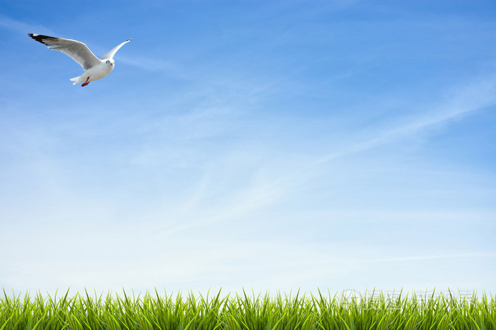 蓝蓝的天空云彩和鸟下草