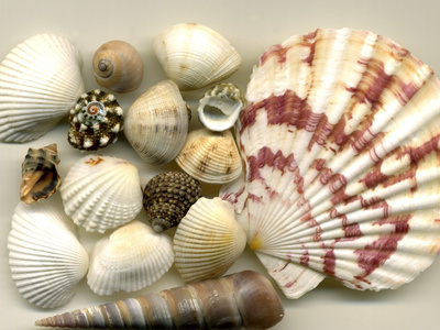 贝壳和贝壳照片