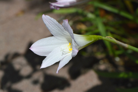 花中的百合花