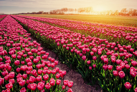 在一排排粉红色郁金香在荷兰