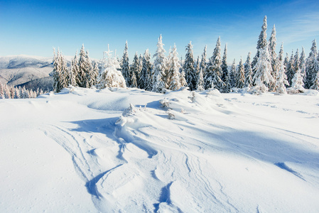 大雪的冬天景观树