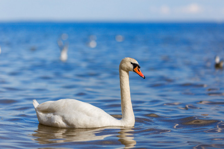 天鹅在湖上的美丽的水鸟夏季的一天照片