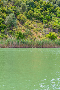 芦苇草的湖水夏季景观自然背景