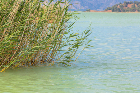 芦苇草的湖水夏季景观自然背景