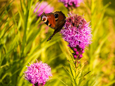 在花园里与粉红色的花 buterfly