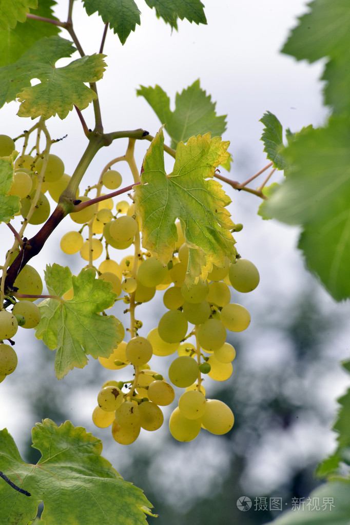 葡萄成熟在树上
